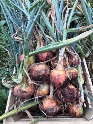 crate filled with onions with green tops