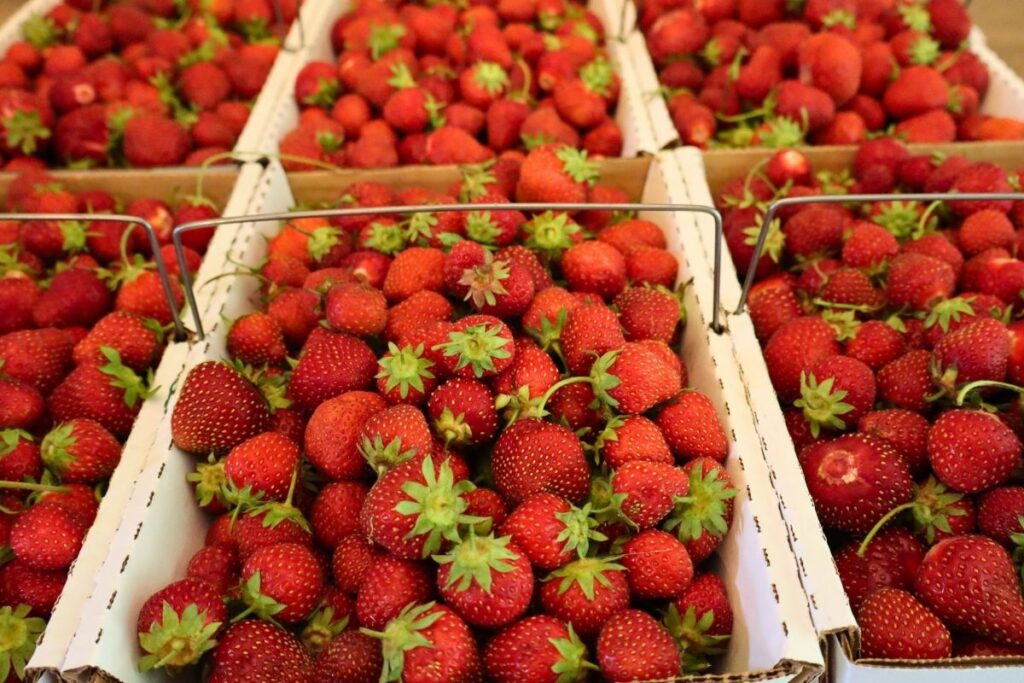 How to Freeze Strawberries (The Best Way to Preserve Fresh Berries) 4 Boxes of freshly picked strawberries ready for freezing