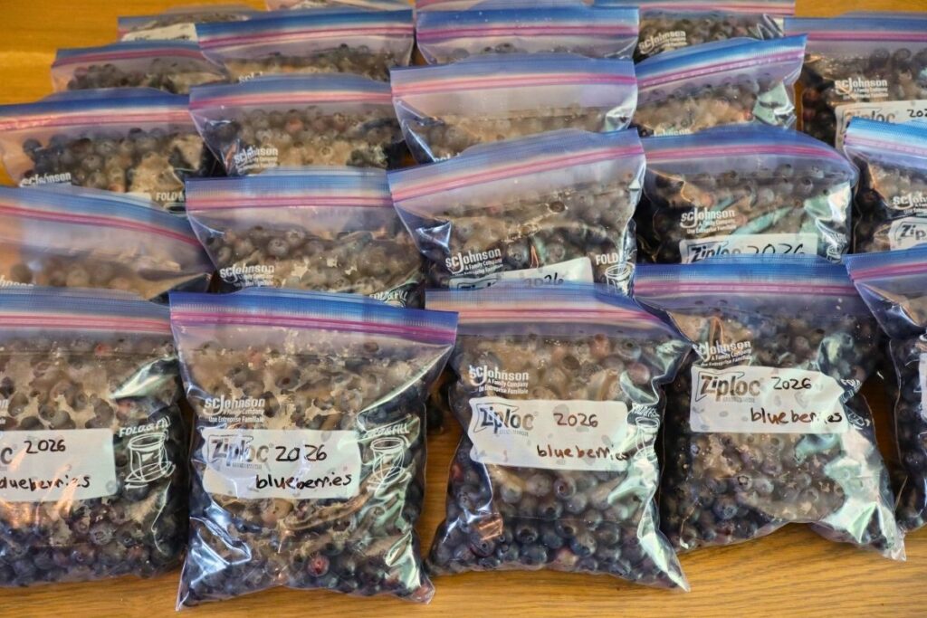 How to Freeze Fresh Blueberries for Year-Round Use 10 Several labeled freezer bags filled with blueberries lined up on the counter