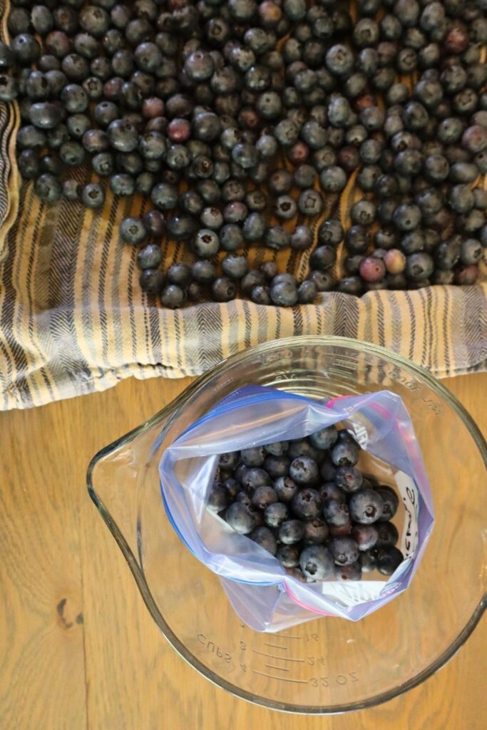 How to Freeze Fresh Blueberries for Year-Round Use 9 Bagging blueberries to get them ready for the freezer