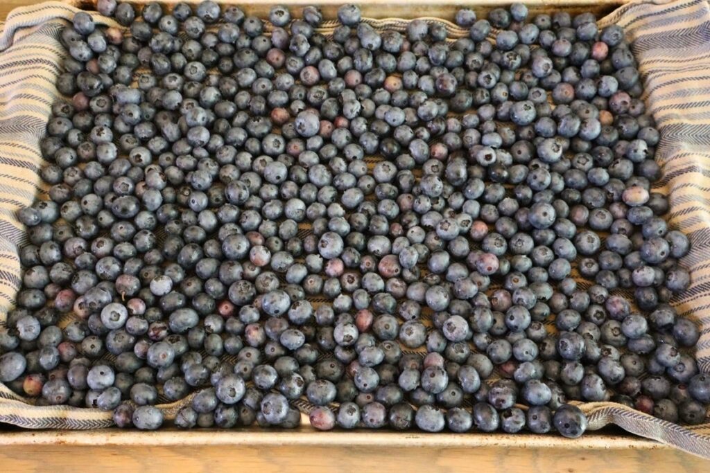 How to Freeze Fresh Blueberries for Year-Round Use 8 Blueberries spread in a single layer on a towel-lined tray before freezing