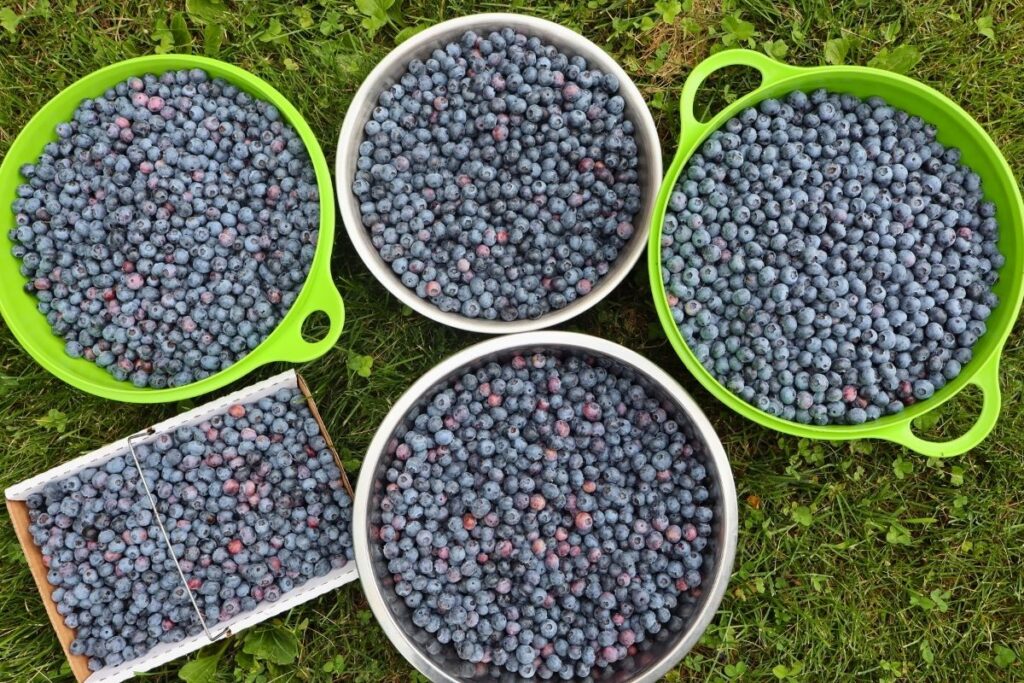 How to Freeze Fresh Blueberries for Year-Round Use 6 Five bowls of freshly picked blueberries sitting in the grass