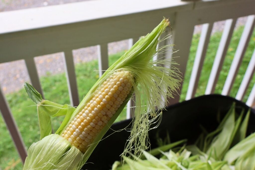 How to Freeze Sweet Corn: A Step-by-Step Preservation Guide 4 Freshly picked ears of sweet corn still in the husk, ready to prep for freezing