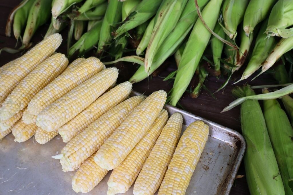 How to Freeze Sweet Corn: A Step-by-Step Preservation Guide 5 Husked sweet corn ears laid out on a tray next to unhusked ears