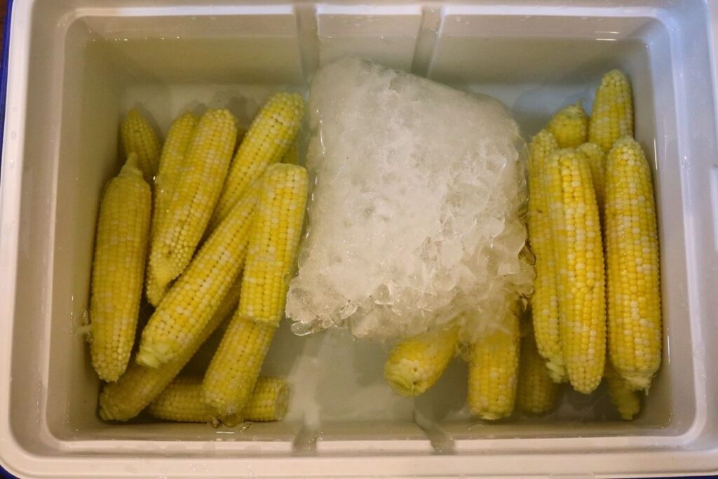 How to Freeze Sweet Corn: A Step-by-Step Preservation Guide 10 Blanched corn ears in an ice bath inside a cooler to stop the cooking