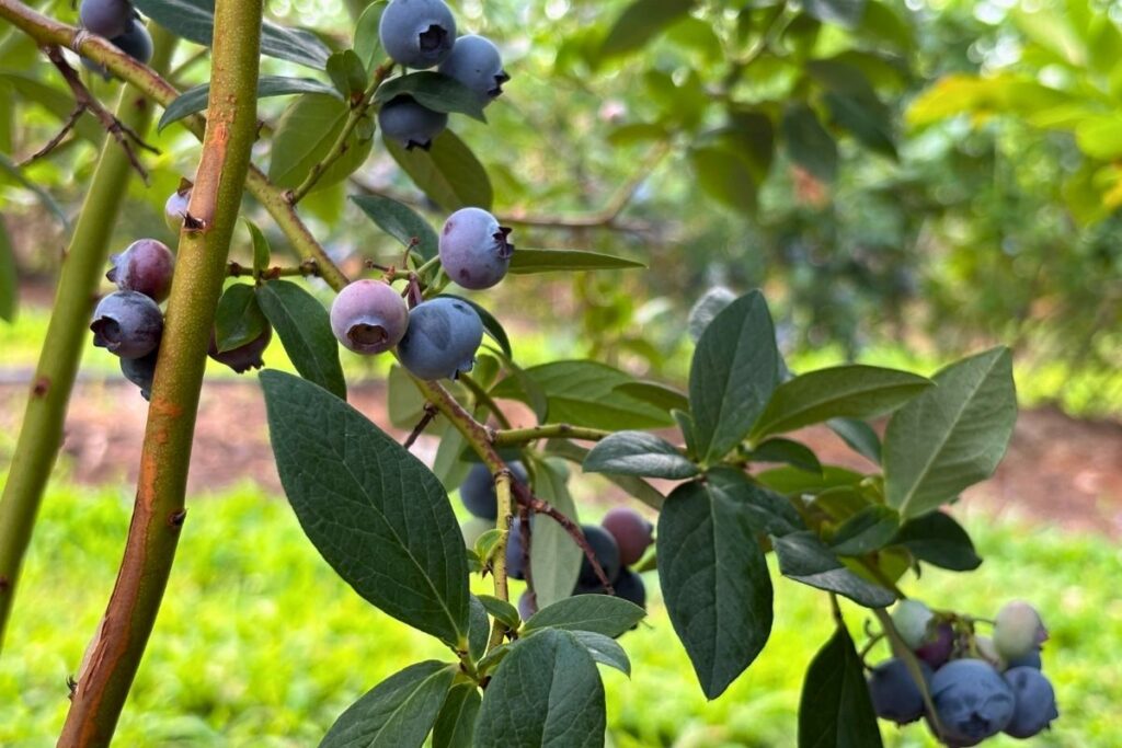 How to Freeze Fresh Blueberries for Year-Round Use 3 Ripe blueberries growing on the bush, ready to be picked
